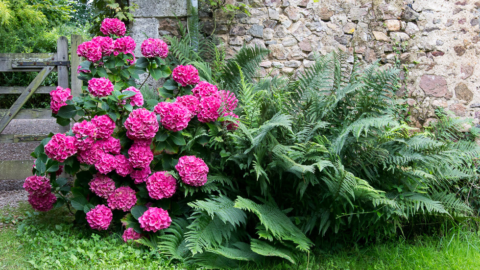 De grote tuin