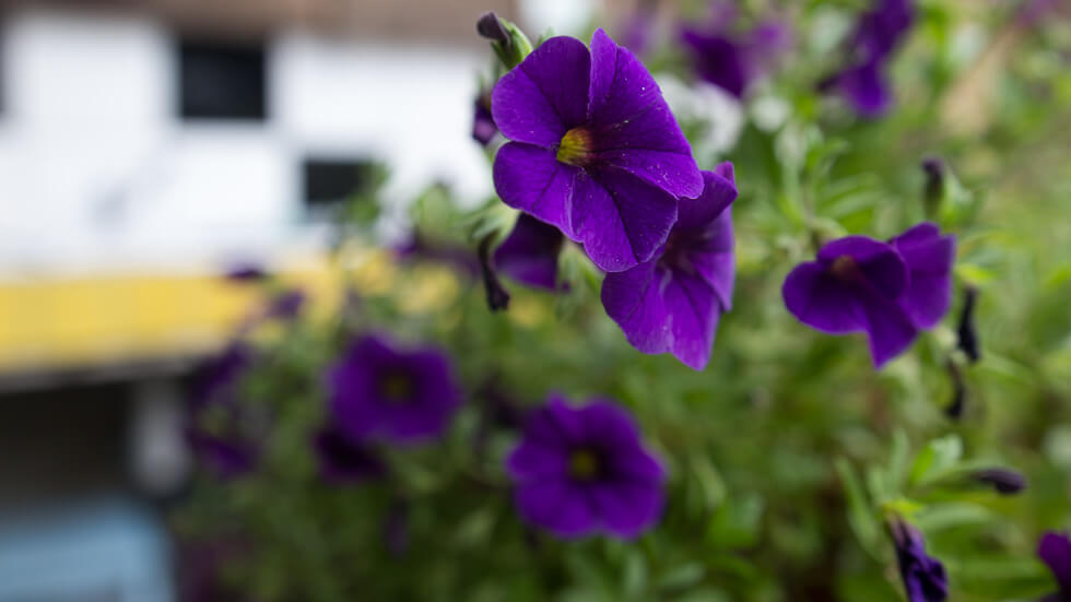 bloemen Violen