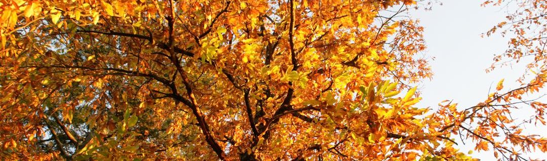 Weerbericht Frankrijk, Frankrijk weersverwachting, Frankrijk weer, Franse weersite, het weer in de Dordogne